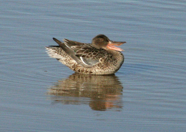 Northern Shoveler Female