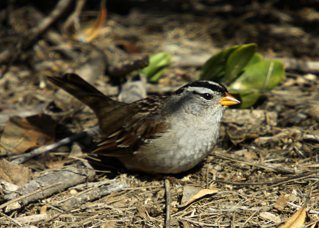 White-Crowned Sparrow