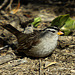 White-Crowned Sparrow