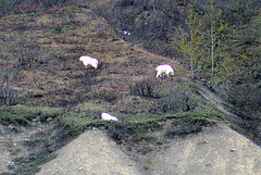 Day 9: Mountain Goats