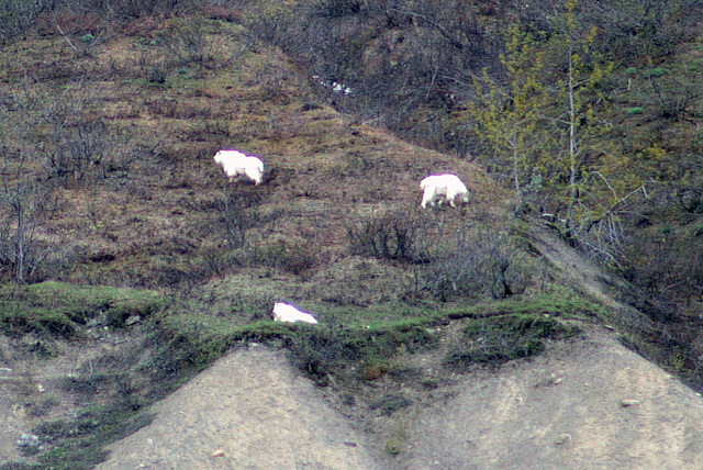 Day 9: Mountain Goats