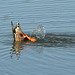 Northern Shoveler Feeding