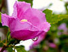 pluie