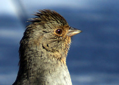 California Towhee