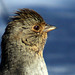 California Towhee