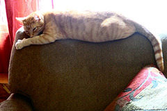 Rusty the Little Loaf of Cat!