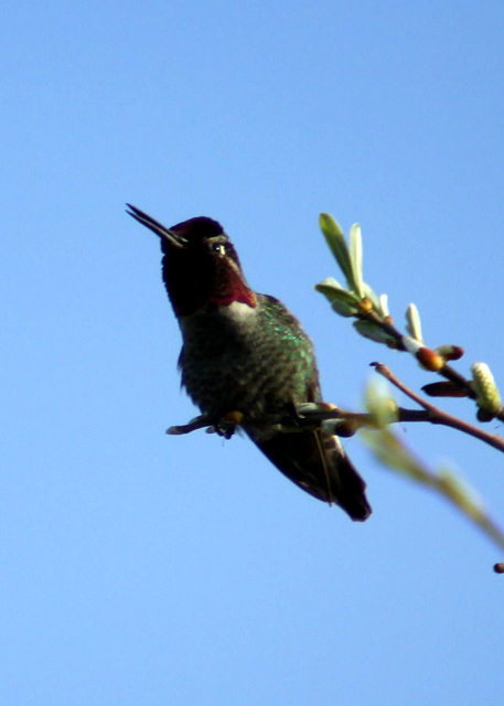 Anna's Hummingbird