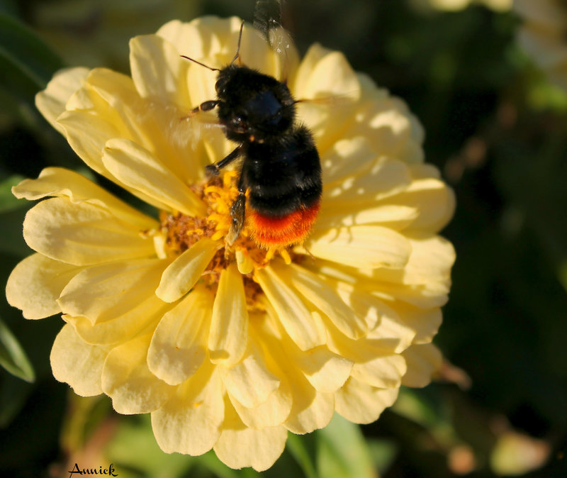 BOURDON TERRESTRE***