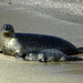 Mother Seal and Pup