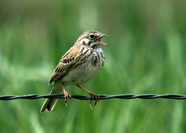 Vesper Sparrow