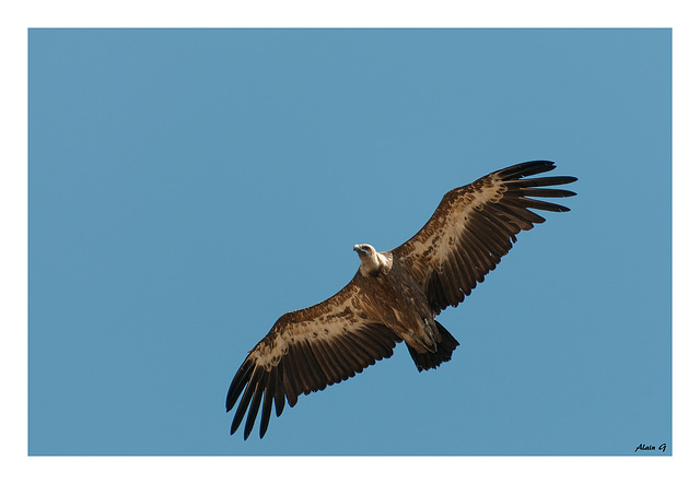 Vautour au Rocher du Caire (26)