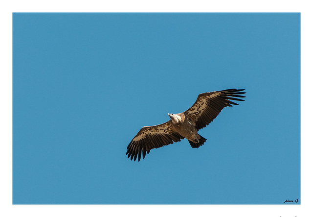 Vautour au Rocher du Caire (26)