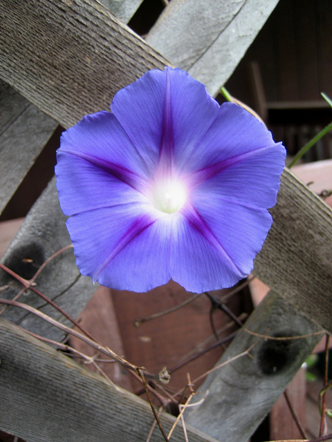 Different Bindweed