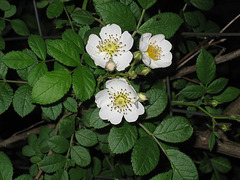 Wildwood Roses