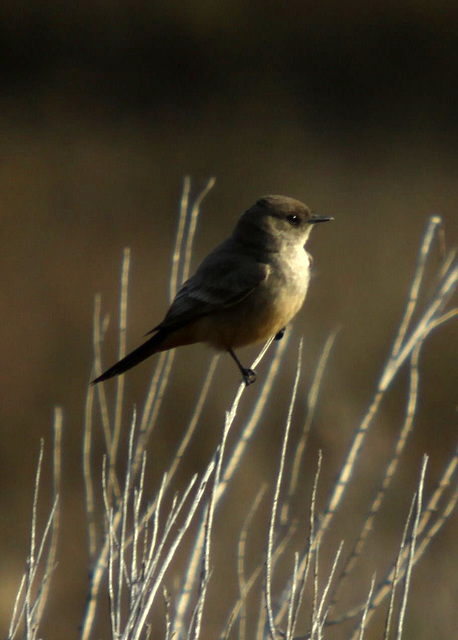 Say's Phoebe