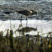 Marbled Godwit