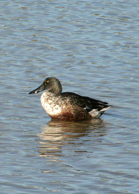 Norther Shoveler Male