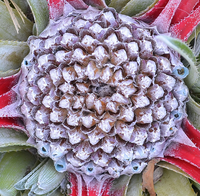 Fascicularia bicolr DSC 0057