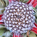 Fascicularia bicolr DSC 0057