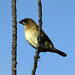 Scaly-Breasted Munia