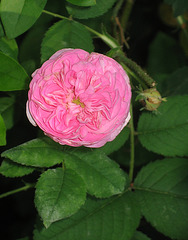 "Heirloom" Rose