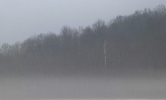 Lone sycamore in winter fog