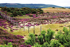 Heidelandschaft in Schottland