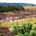 Heidelandschaft in Schottland