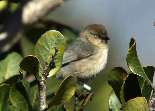 Bushtit