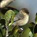 Bushtit