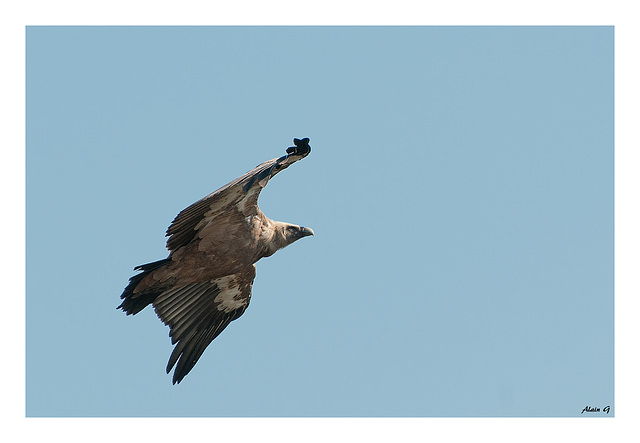 Vautour au Rocher du Caire (26)