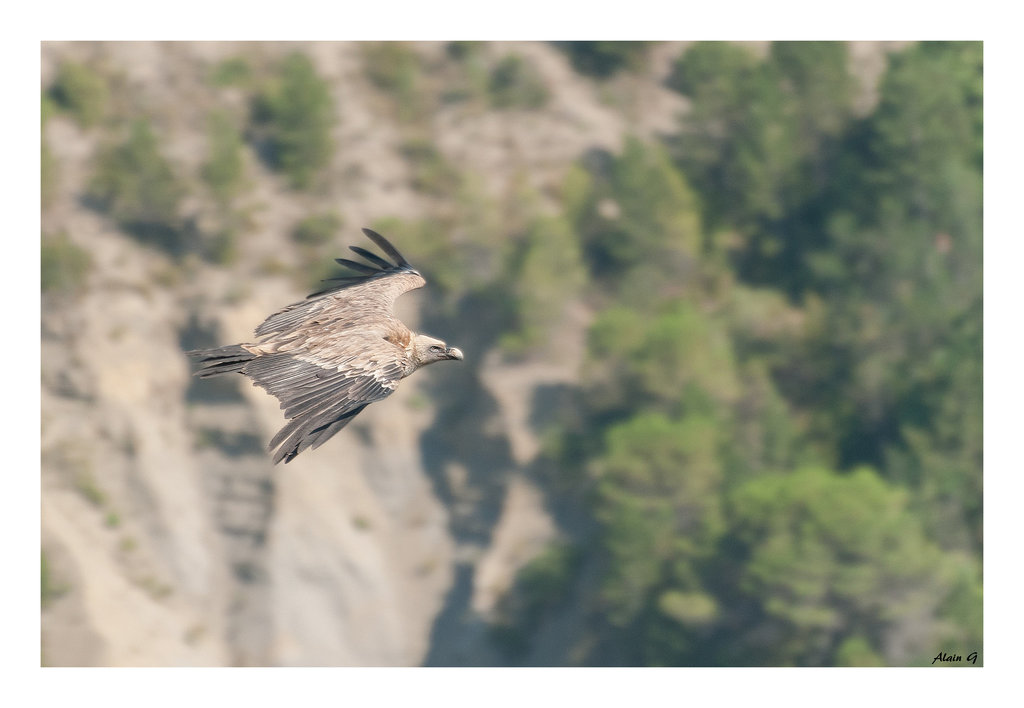 Vautour au Rocher du Caire (26)