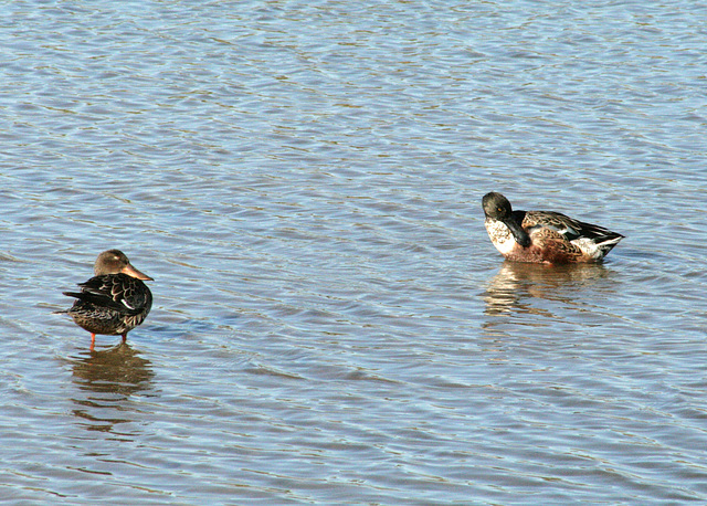 Northern Shovelers