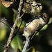 Bushtit