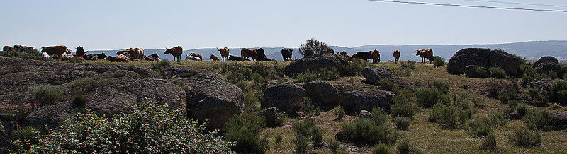20120518 0209RAw [R~E] Rinder, Belen, Extremadura