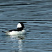 Bufflehead