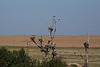 20120518 0219RTw [R~E] Weißstorch (Ciconia ciconia), Belen, Extremadura