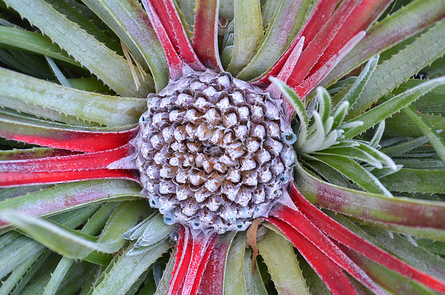 Fascicularia bicolr DSC 0059