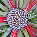 Fascicularia bicolr DSC 0059