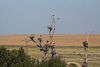 20120518 0220RTw [R~E] Weißstorch (Ciconia ciconia), Belen, Extremadura