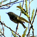 Ruby-Crowned Kinglet