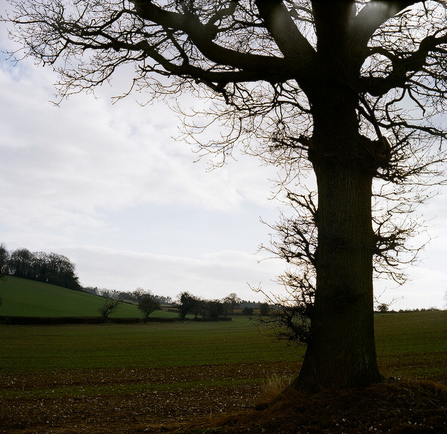 Lubitel 2 Portra 400 (12)