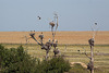 20120518 0224RTw [R~E] Weißstorch (Ciconia ciconia), Belen, Extremadura