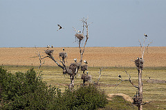 20120518 0224RTw [E] Weißstorch (Ciconia ciconia), Belen, Extremadura