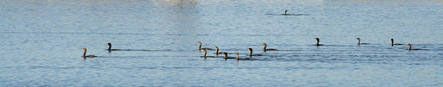 A Flotilla of Cormorants (Phalacrocorax auritus)