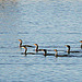 A Flotilla of Cormorants (Phalacrocorax auritus)