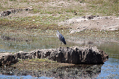 20120518 0228RTw [E] Graureiher (Ardea cinerea), Belen, Extremadura