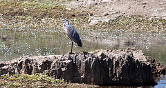 20120518 0229RTw [E] Graureiher (Ardea cinerea), Belen, Extremadura