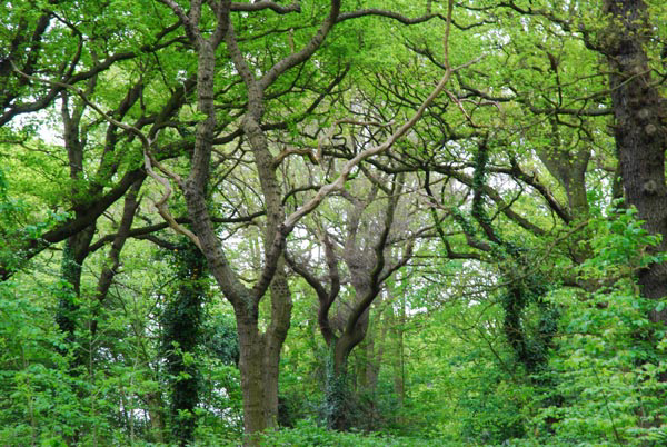 A tangle of trees