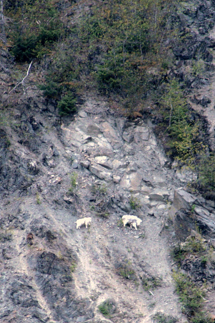 Day 9: Mountain Goats